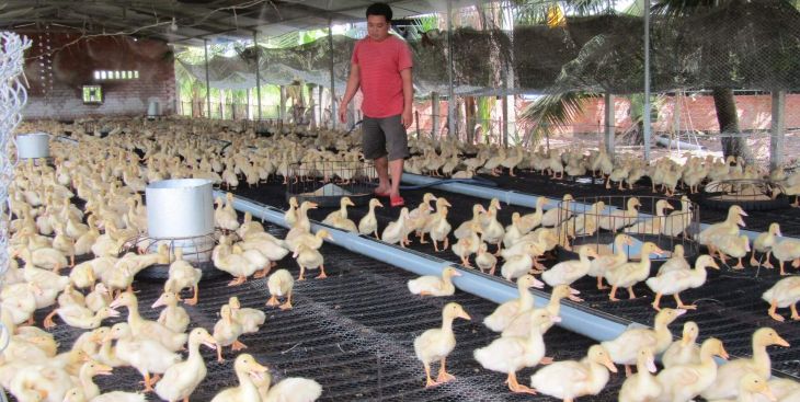 Phát triển mô hình chăn nuôi vịt trên sàn lưới