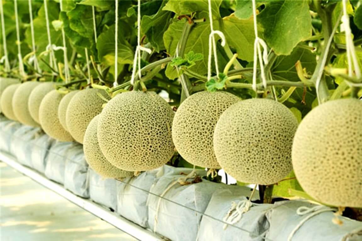 Nâng cao năng suất trồng dưa lưới bằng mô hình nhà màng 1