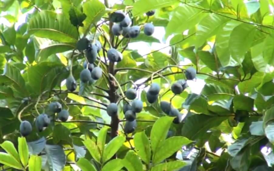 Quả trám đen: thần dược trong dân gian