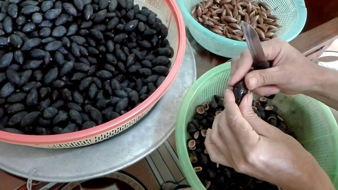 Quả trám đen: thần dược trong dân gian 2