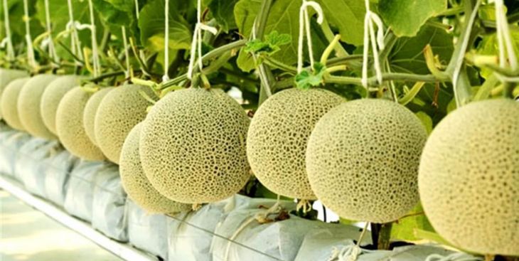 Nâng cao năng suất trồng dưa lưới bằng mô hình nhà màng