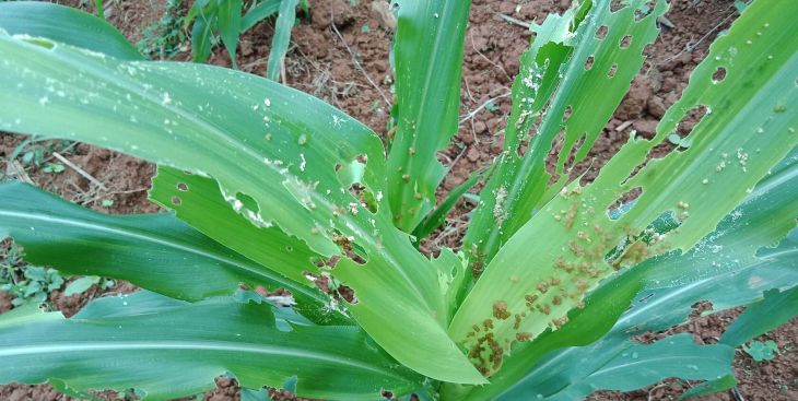 Bắp nhiễm sâu keo mùa thu trên diện rộng