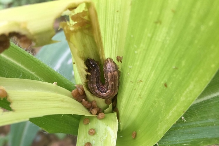 Bắp nhiễm sâu keo mùa thu trên diện rộng