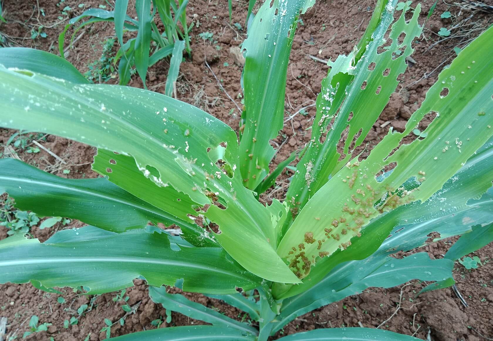 Bắp nhiễm sâu keo mùa thu trên diện rộng 1