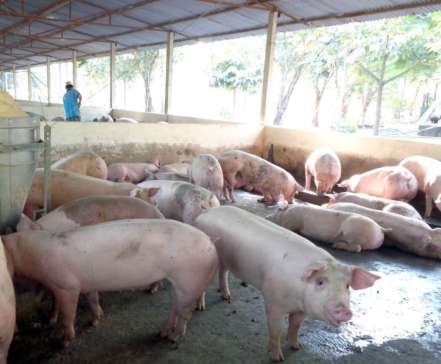 Đề nghị trại chăn nuôi, giết mổ báo cáo thực hiện công trình bảo vệ môi trường 1