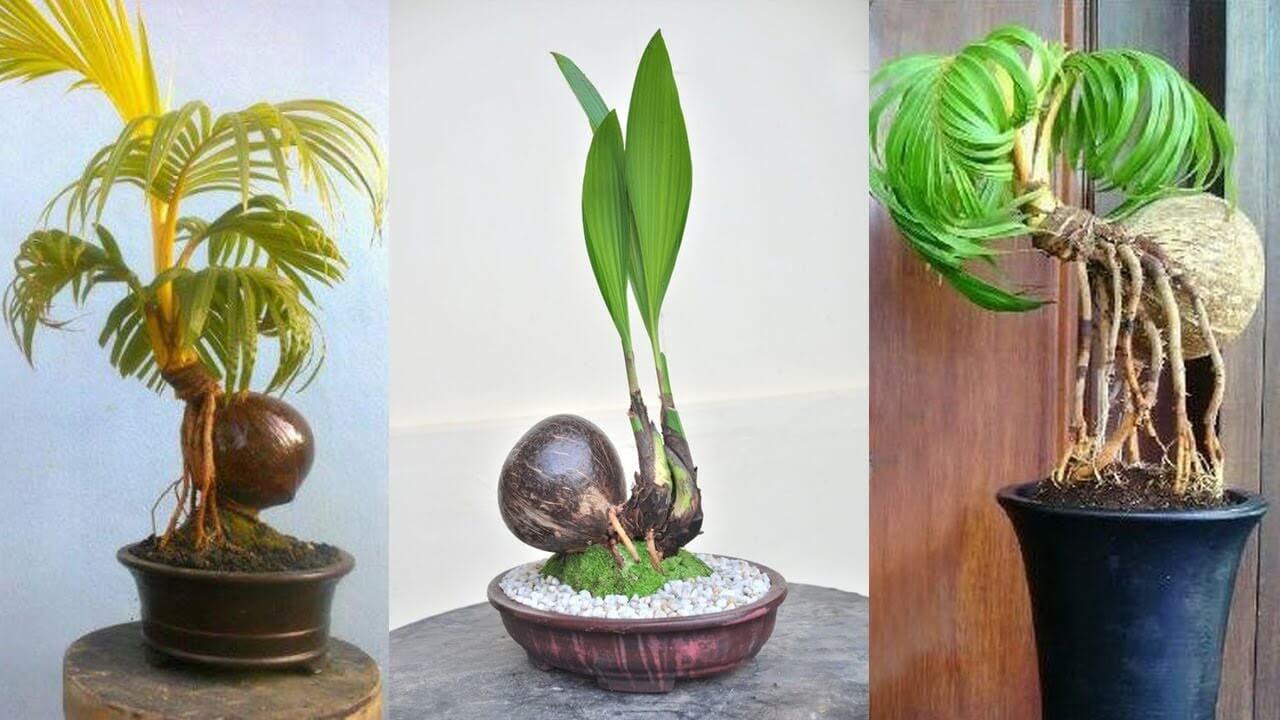 Độc đáo dừa bonsai của người nông dân 1