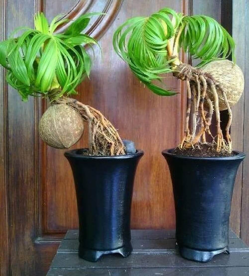 Độc đáo dừa bonsai của người nông dân 2