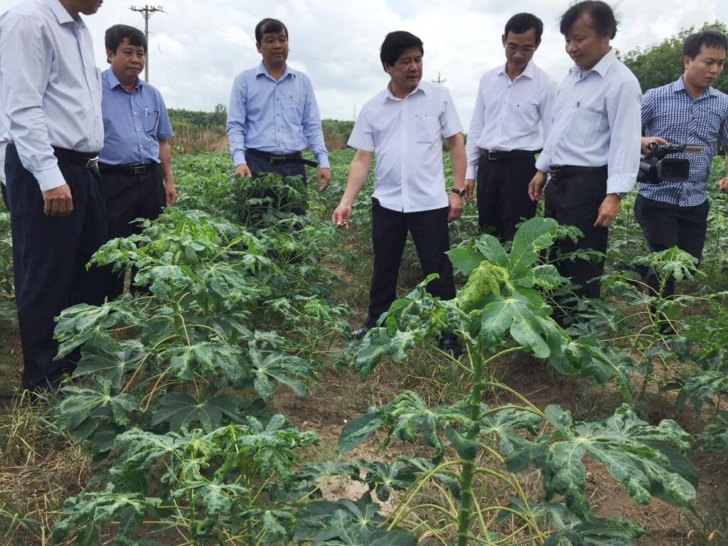 Bệnh khảm lá trên cây khoai mì (sắn) và những biện pháp phòng trừ  2