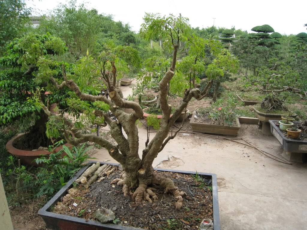 Khám phá công dụng chữa bệnh của cây đinh lăng 1