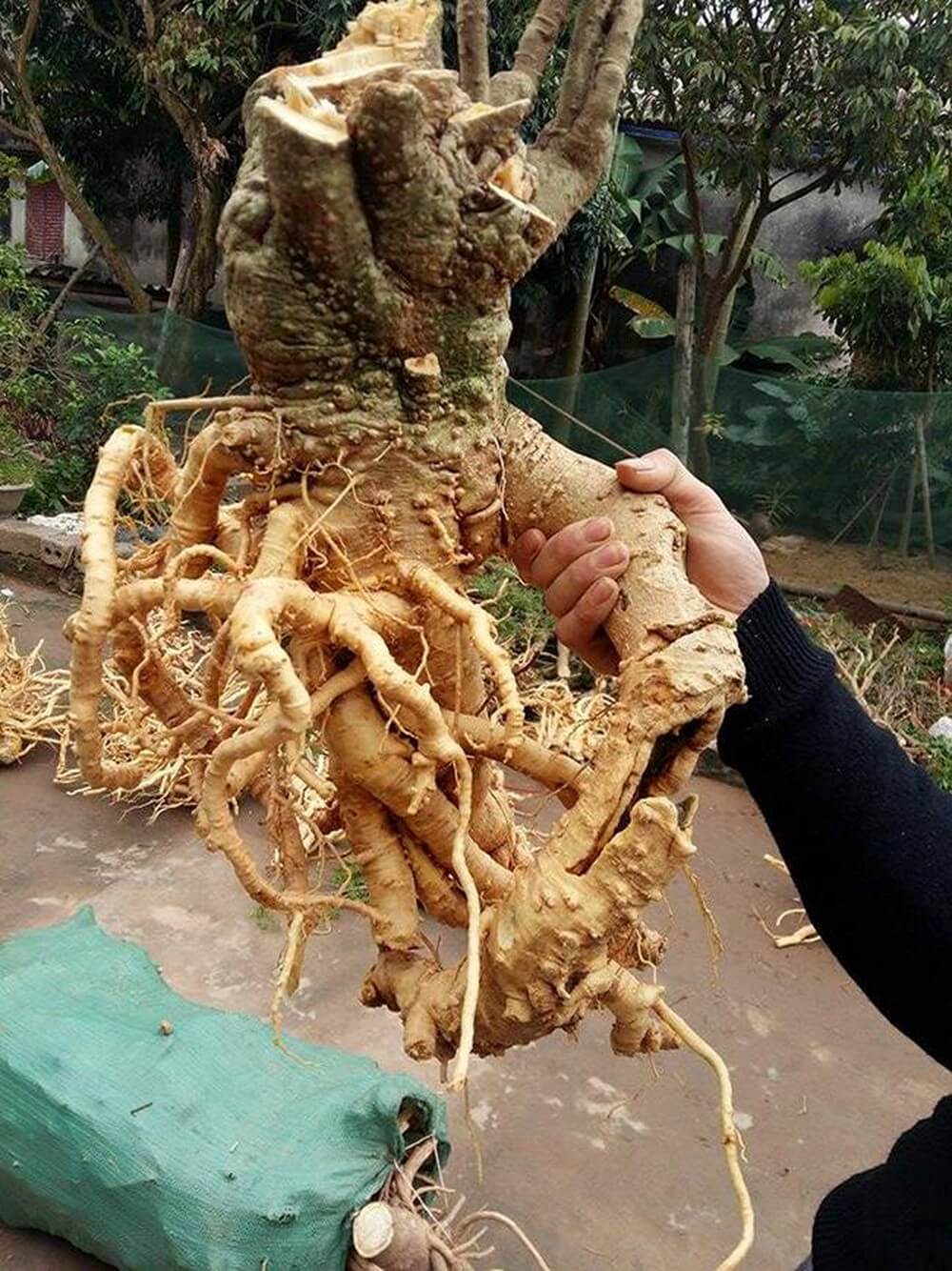 Khám phá công dụng chữa bệnh của cây đinh lăng 2