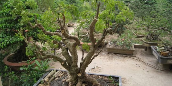 Khám phá công dụng chữa bệnh của cây đinh lăng