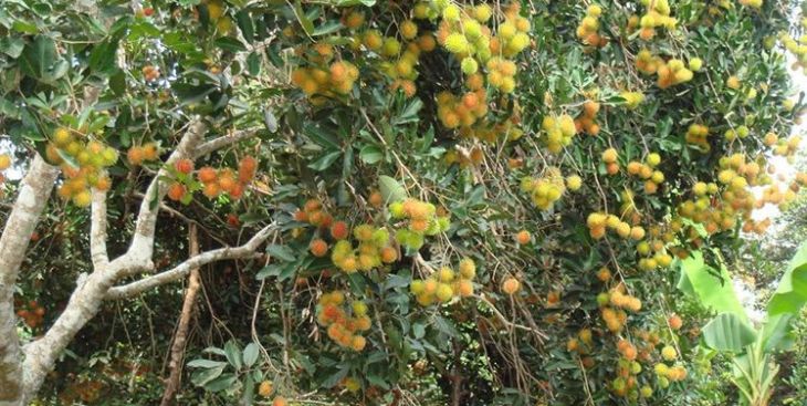 #4 vườn trái cây Tây Ninh không thể bỏ lỡ khi đến đây