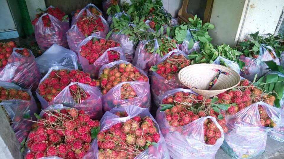 4 vườn trái cây Tây Ninh không thể bỏ lỡ khi đến đây 2