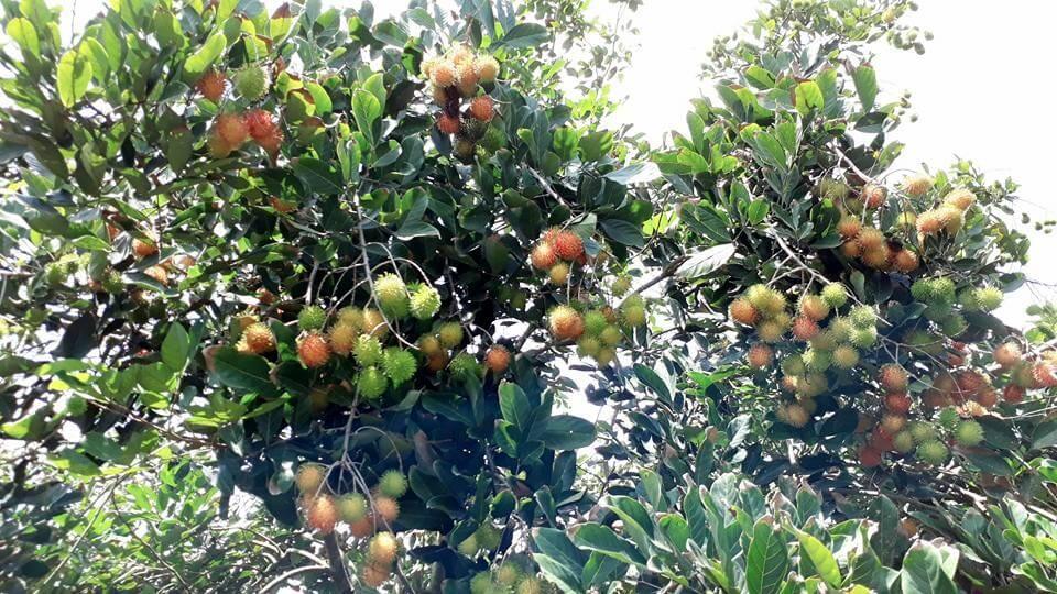 4 vườn trái cây Tây Ninh không thể bỏ lỡ khi đến đây 3