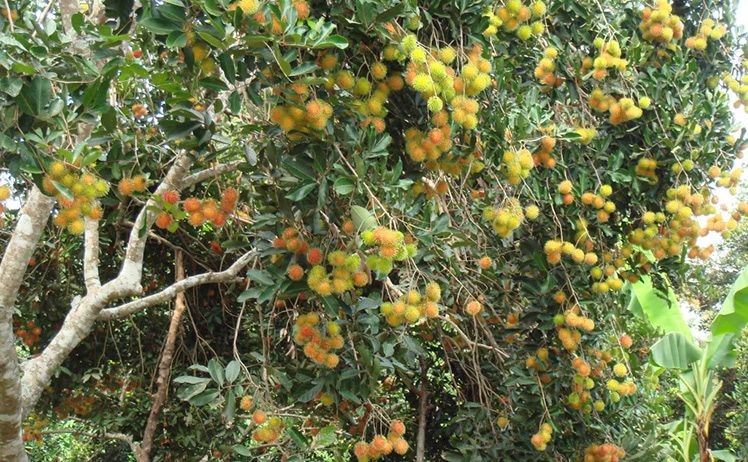 4 vườn trái cây Tây Ninh không thể bỏ lỡ khi đến đây 4