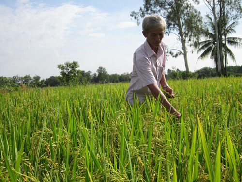 Xóa bỏ quy hoạch treo tỉnh Tây Ninh dân yên tâm sản xuất
