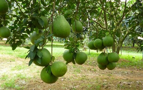 Đất chưa lên thổ cư là đất phục vụ cho các hoạt động trồng trọt, chăn nuôi