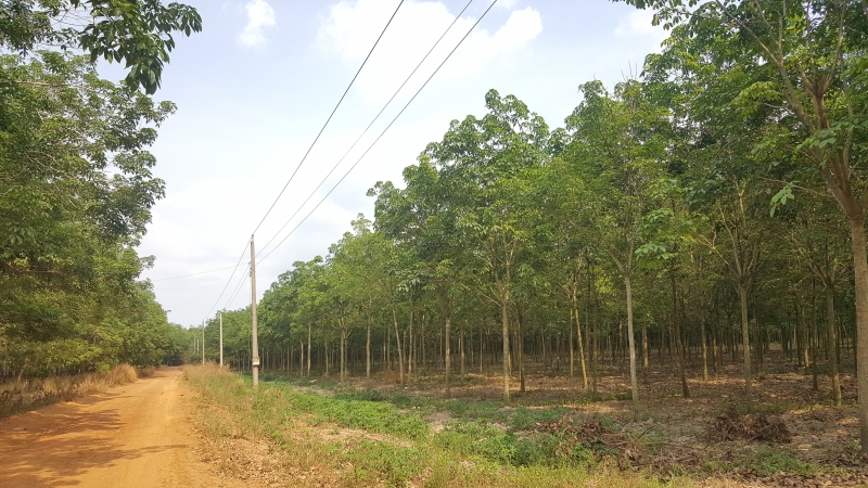 Đất tại xã Bàu Năng mang đến tiềm năng lớn