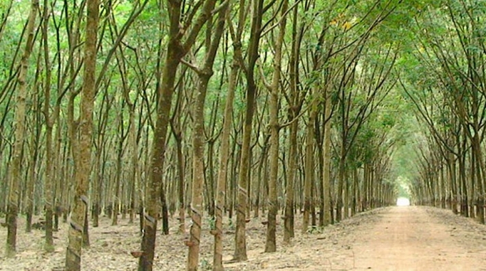 Giá bán đất cao su Tân Biên tăng nhẹ