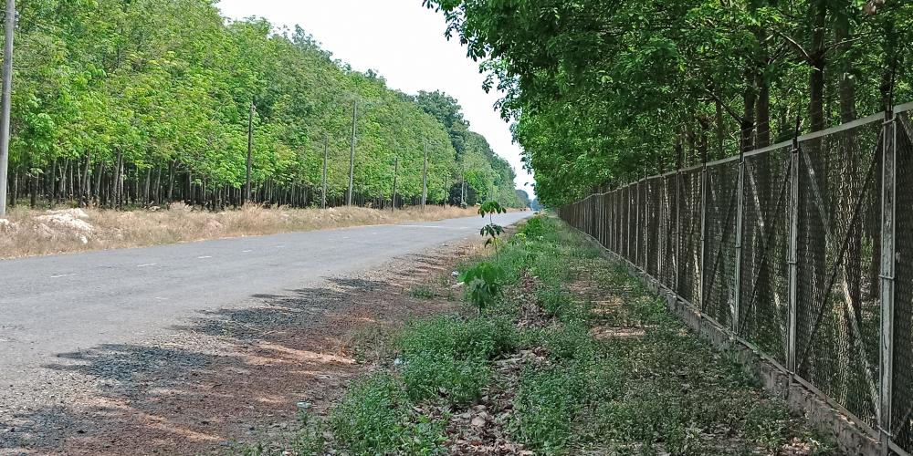 Bán đất cao su xã Thạnh Bắc thu hút được các nhà đầu tư