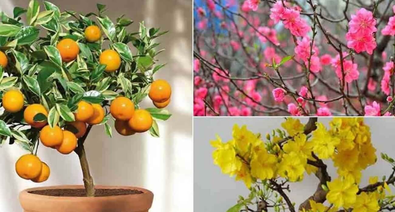 Quà tết cho ông bà 3